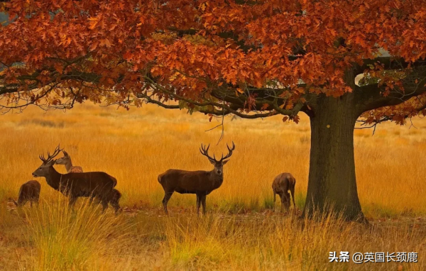 你還記得深秋英國的樣子嗎?若你還在,與你共享 你還記得深秋英國的樣子嗎?若你還在,與你共享