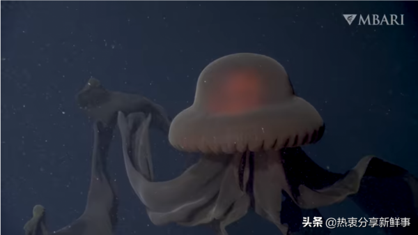 觀看這些由機器人攝像機拍攝的稀有海洋生物