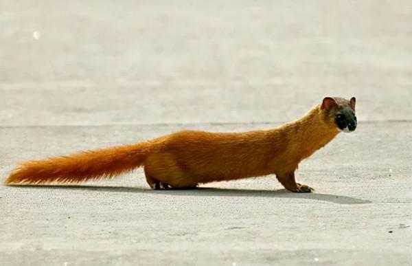 民間故事：黃鼠狼抬花轎，被大蛇攔住，黃鼠狼說：給你酒喝