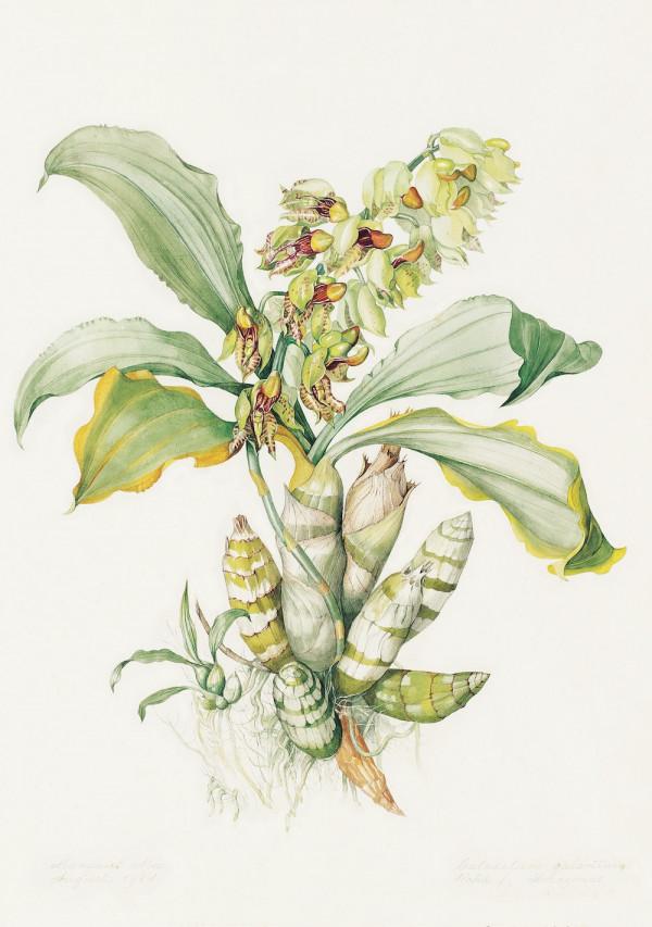 阿納維利亞納斯群島上的“森林之花”