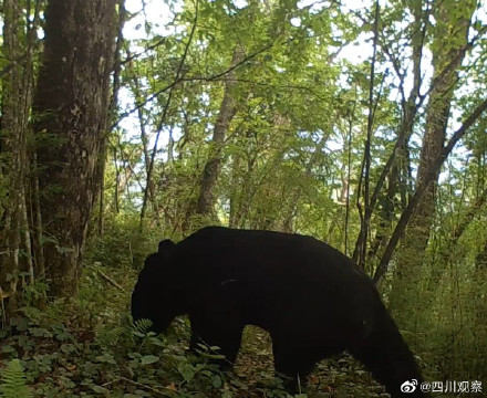 組團賣萌！紅外相機下野生國寶的賣萌日常