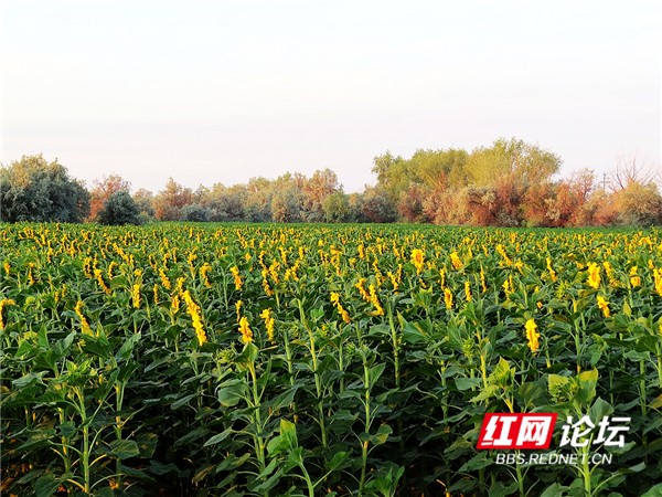 新疆地廣人稀,生活滋潤,有水的地方賽過江南 新疆地廣人稀,生活滋潤,有水的地方賽過江南