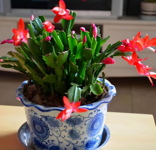 養蟹爪蘭,9月份這麼養,10月份就開花,漂亮的花朵爆滿盆 養蟹爪蘭,9月份這麼養,10月份就開花,漂亮的花朵爆滿盆