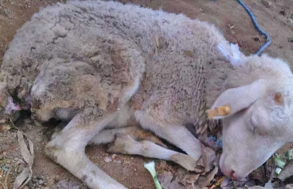 女子收玉米得肺炎?發黴的玉米多可怕?養羊的更要看 女子收玉米得肺炎?發黴的玉米多可怕?養羊的更要看