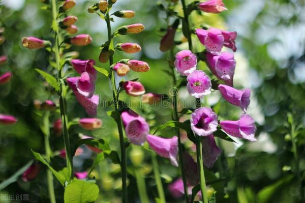 它是英國花園的常客，花型像喇叭，還能做藥材