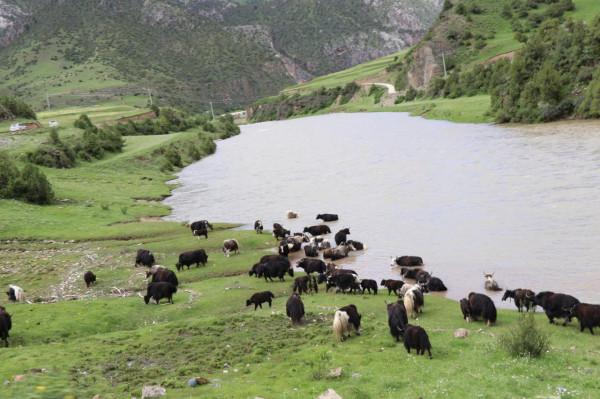 我省草原綜合植被蓋度達到57.4% 牛羊存欄同比增長 我省草原綜合植被蓋度達到57.4% 牛羊存欄同比增長