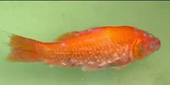 水黴病是新手在養金魚路上的又一絆腳石