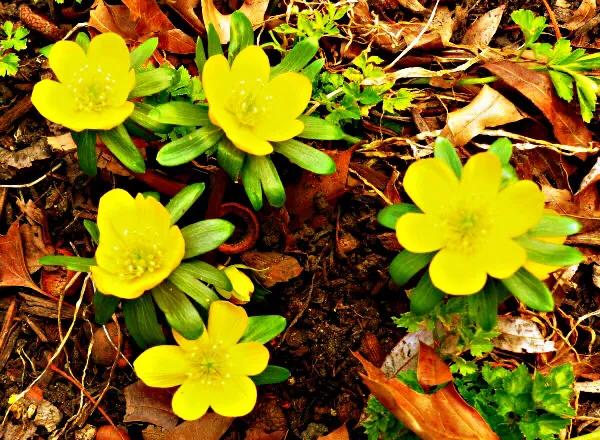 冬菟葵～頂生一朵黃花，花期冬季至早春