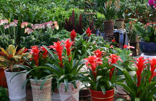 五種“旺宅花”，適合養客廳，一種比一種好養，一個比一個好看