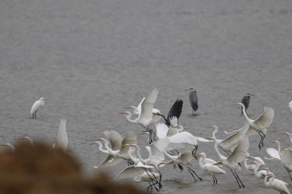白鷺、蒼鷺、鴛鴦、反嘴鷸……候鳥大部隊陸續集結青山湖