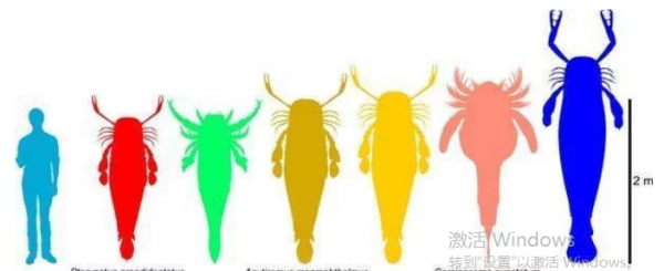 史前巨蟲：長度約2,7米，重量約50公斤的千足蟲被發現