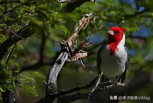 紅頭喜鵲鳥,報喜鳥 紅頭喜鵲鳥,報喜鳥