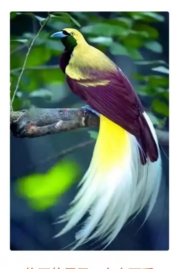 分享&mdash;&mdash;天生麗質的鳥兒