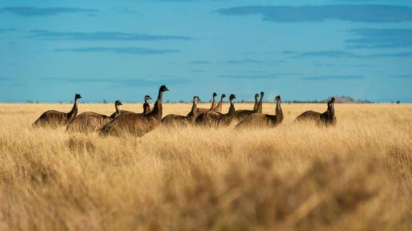 鴯鶓戰爭：1932年，帶機槍的“澳大利亞皇家軍團”，被一群鳥擊敗