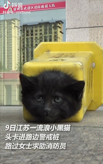 生命之吻！他人工呼吸拯救昏迷小貓，中國消防員也很暖