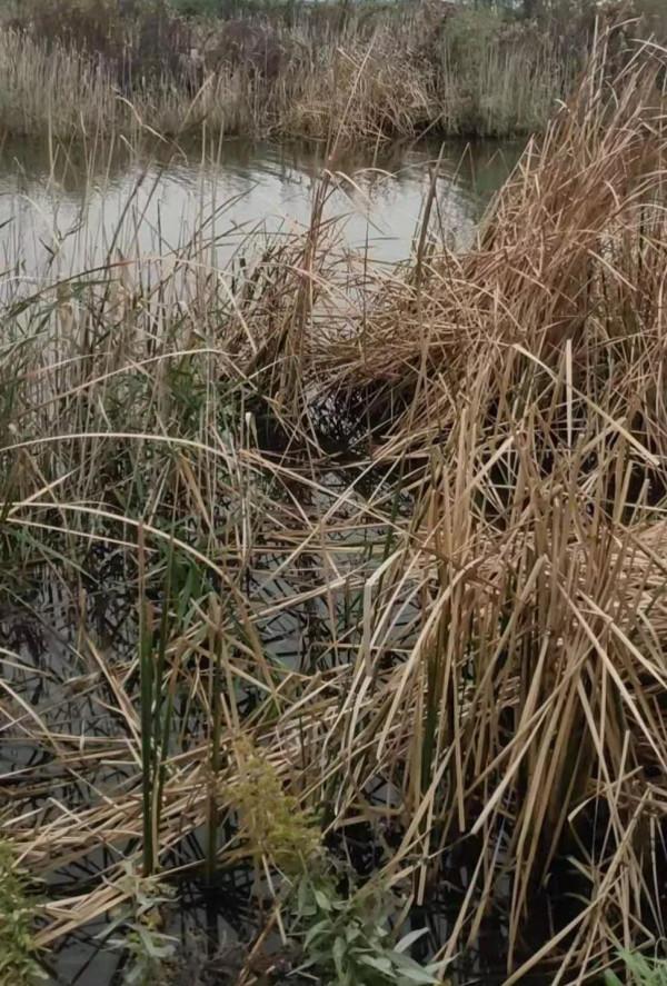 釣魚大爺初冬釣魚多的秘密,小水面裡有大驚喜 釣魚大爺初冬釣魚多的秘密,小水面裡有大驚喜