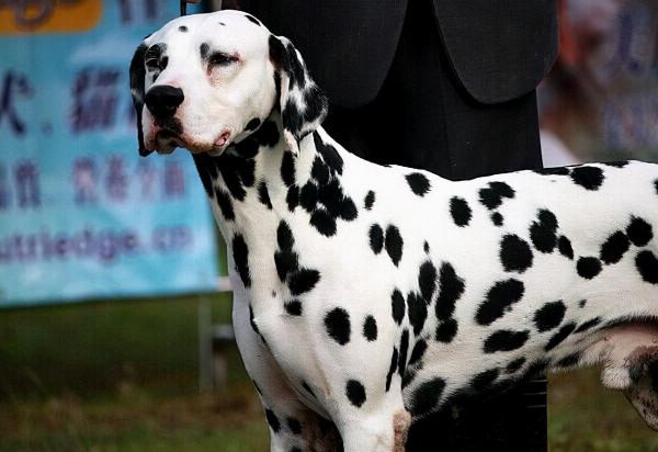 注意！養這8種狗狗，要做好保暖工作