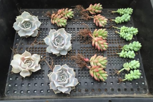 自己一手養大的多肉,秋季換盆時還需不需要修根? 自己一手養大的多肉,秋季換盆時還需不需要修根?