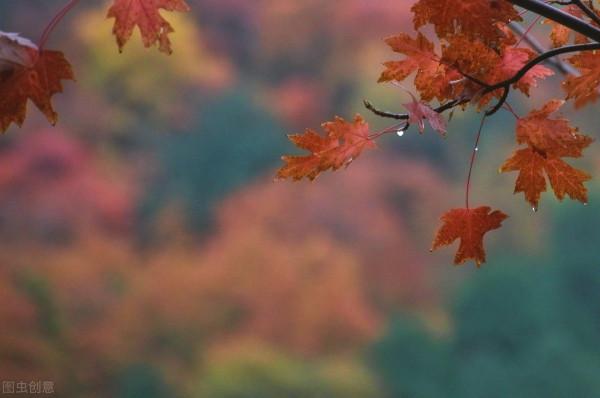 紅色才是中國秋天的主打色！這17處楓葉觀賞地，總有一個能驚豔你
