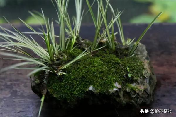 細說菖蒲品種 細說菖蒲品種