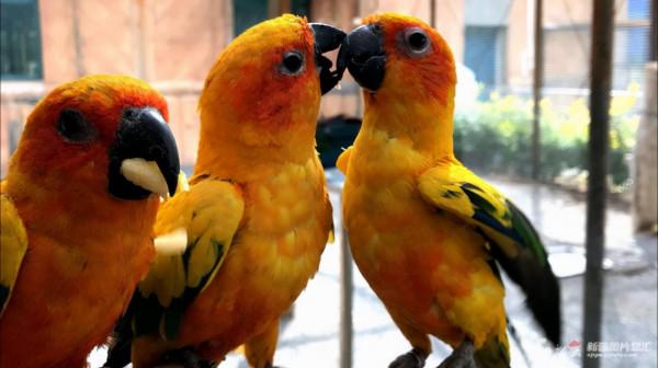 首次繁育成功！新疆天野兩隻長頸鹿寶寶將在國慶節期間亮相