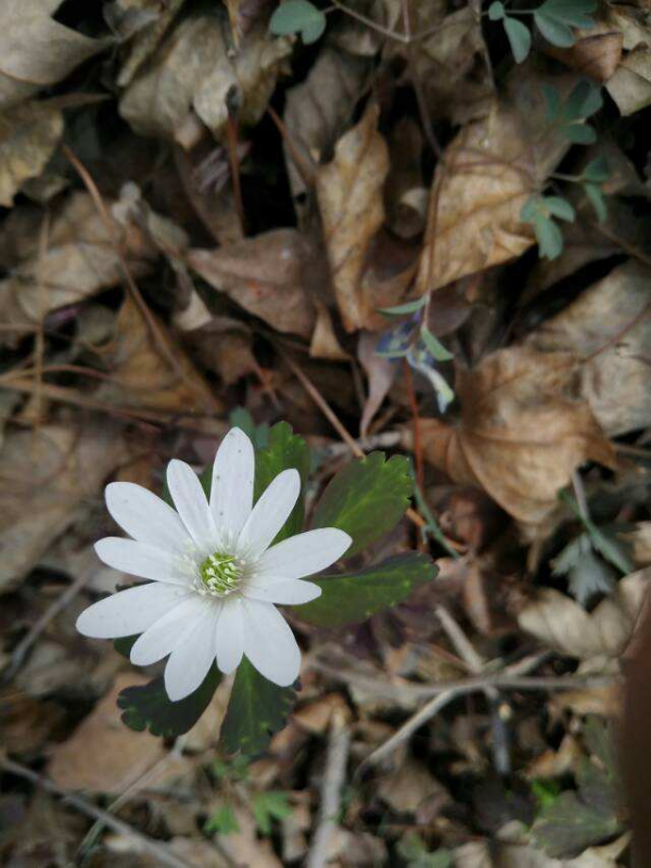 銀蓮花種球像話梅乾，開花卻輕盈飄逸，現在種初春就開花