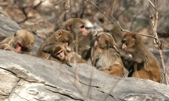 50只獮猴下山集結村民家，噠噠噠的腳步聲從屋頂跑過，嚇壞屋主