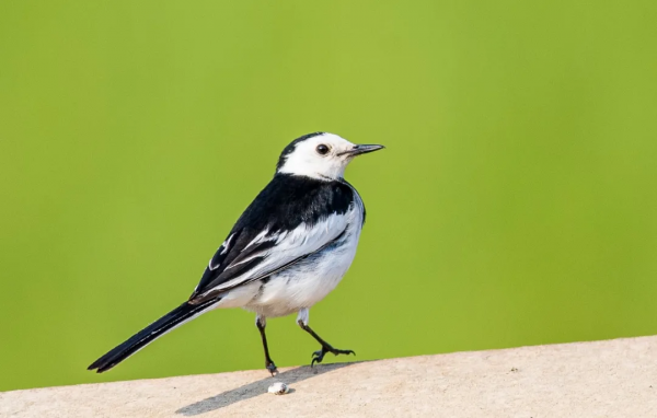 山西鳥類圖鑑 | 白鶺鴒 山西鳥類圖鑑 | 白鶺鴒