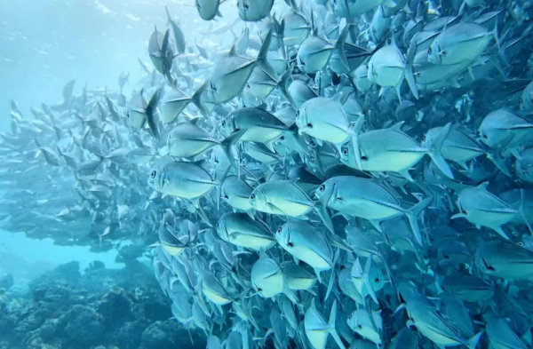 仙本那,與鯨鯊共舞,住水上木屋 仙本那,與鯨鯊共舞,住水上木屋