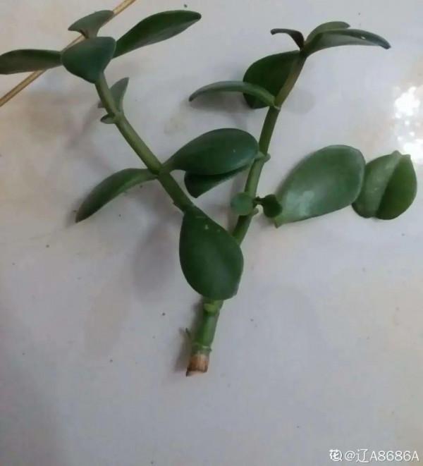 養花大棚倒閉,“貴貨花”路邊扔了一地,後悔沒帶個大麻袋 養花大棚倒閉,“貴貨花”路邊扔了一地,後悔沒帶個大麻袋