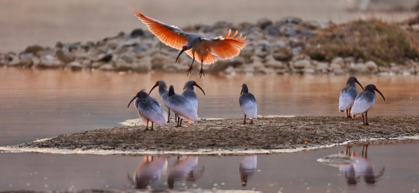 美極了！“頂流”鳥明星這樣“慶祝”節日