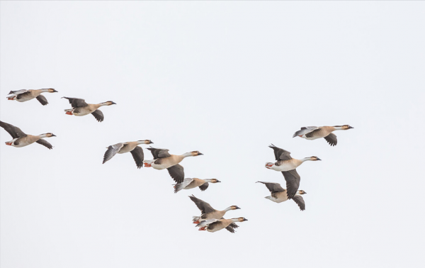 可怕的動物瘟疫：十年間格里芬兀鷲滅絕，候鳥帶來病毒致7人死亡