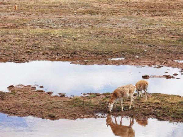 陪著“情人”自駕西藏遊記（十二下）