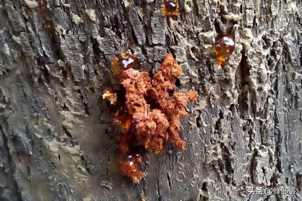 害蟲躲進樹幹蛀食樹心，農村人使出“隔空打蟲”，3招輕鬆解決