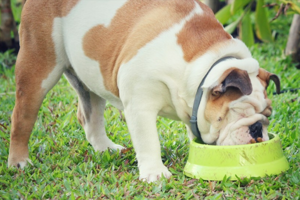 養狗人需知！這幾種大狗，不能在市區養