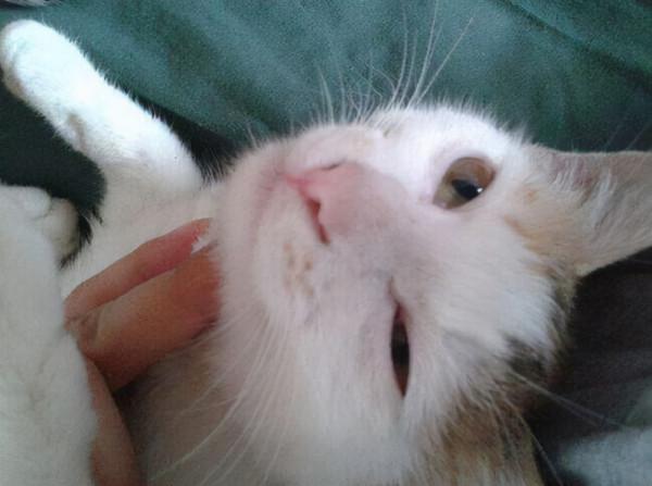 貓得了貧血怎麼辦呢？