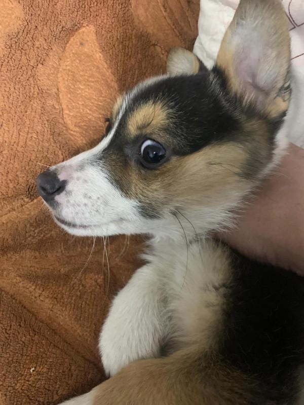 知道為什麼蘋果13火嗎？