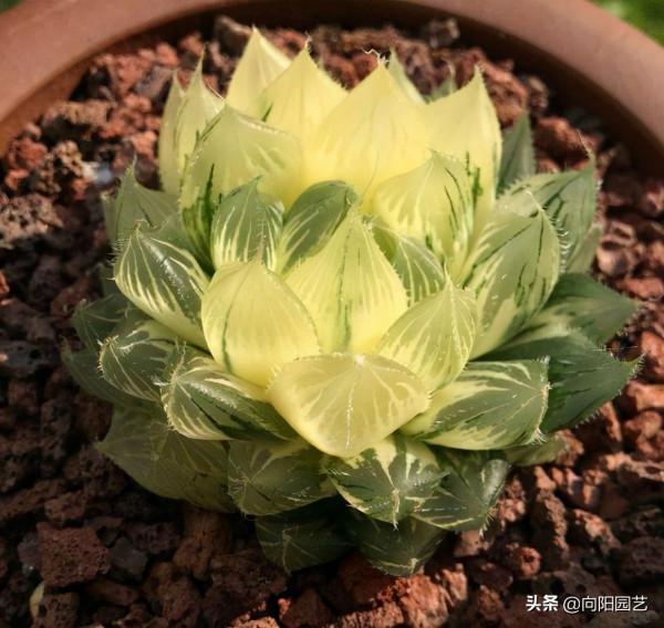 什麼?一棵玉露800?你別不信,冰燈玉露錦,國內很少能遇到 什麼?一棵玉露800?你別不信,冰燈玉露錦,國內很少能遇到