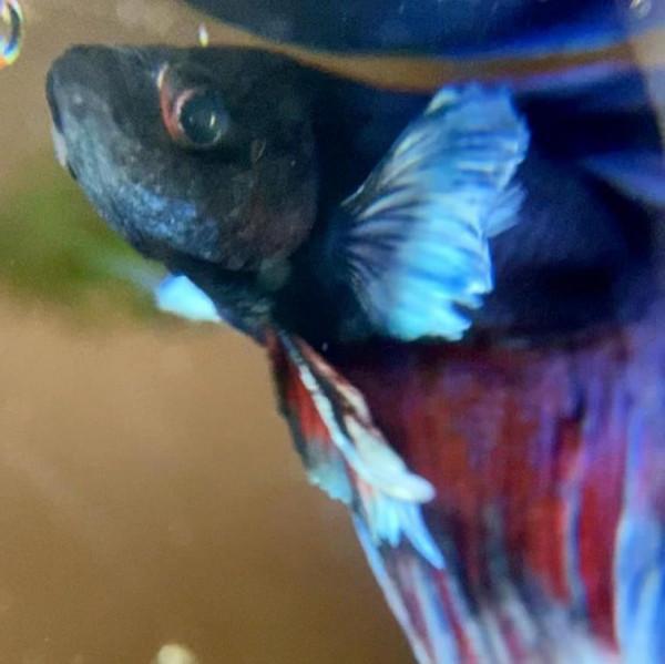 外國妹子救回一條顏色慘白的瀕死鬥魚，兩週後，奇蹟發生