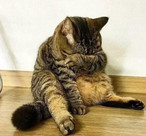 離開家1個月,貓咪會不認識自己嗎?貓咪的記憶力到底有多久? 離開家1個月,貓咪會不認識自己嗎?貓咪的記憶力到底有多久?