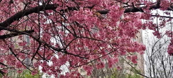 白石江兩岸冬櫻花盛開市民賞櫻花的好去處