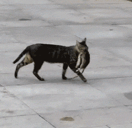 2015年,14只貓被惡主反鎖屋中互相殘食,開啟門後宛如地獄景象 2015年,14只貓被惡主反鎖屋中互相殘食,開啟門後宛如地獄景象