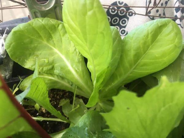 一盆菜變多盆菜?家庭種菜就要這麼來,源源不斷有菜吃了 一盆菜變多盆菜?家庭種菜就要這麼來,源源不斷有菜吃了