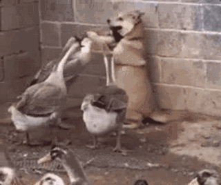 鵝的戰鬥力究竟有多強？為何它不怕人呢？遇到了我們該如何自救