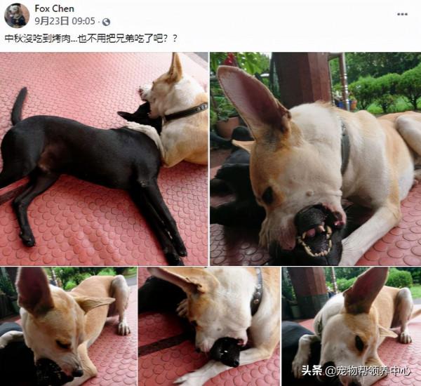 主人給狗狗洗腦吃“烤肉”,最終狗狗忍無可忍把同伴看作“烤肉” 主人給狗狗洗腦吃“烤肉”,最終狗狗忍無可忍把同伴看作“烤肉”