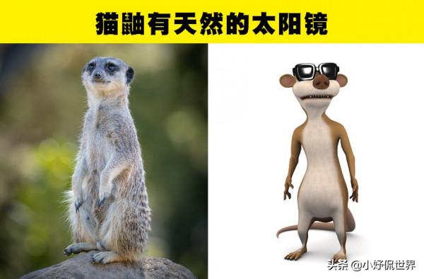 動物冷知識:足以讓人類羨慕的7種動物的特殊能力 動物冷知識:足以讓人類羨慕的7種動物的特殊能力