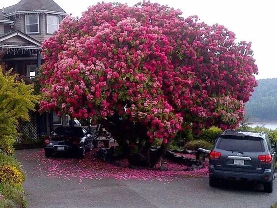 加拿大一杜鵑花樹成網紅，被譽為&OpenCurlyDoubleQuote;全世界最美的杜鵑花&rdquo;