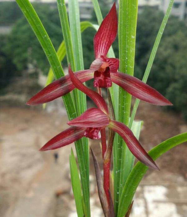 三年前,他靠玩蘭獲利上百萬元,後來轉行投資餐飲,最終血本無歸 三年前,他靠玩蘭獲利上百萬元,後來轉行投資餐飲,最終血本無歸