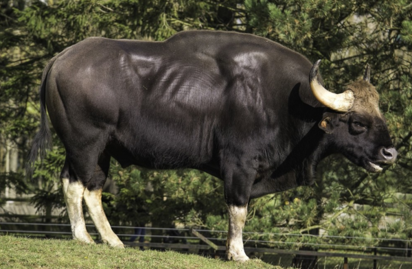 竟然又是雲南！1只黑蹼樹蛙重新整理蛙類棲息最高紀錄，它有多厲害？