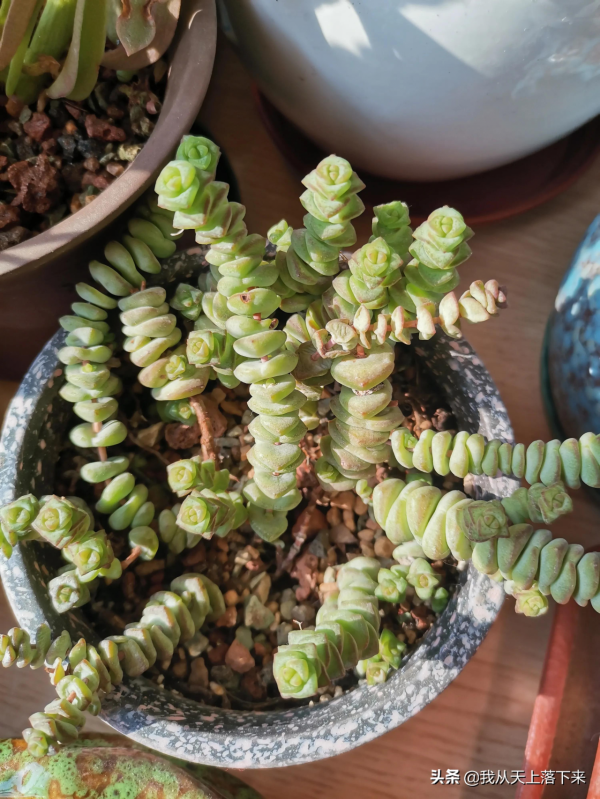 5種容易扦插的多肉品種，親身實踐，還不懂的小夥伴趕緊收藏好